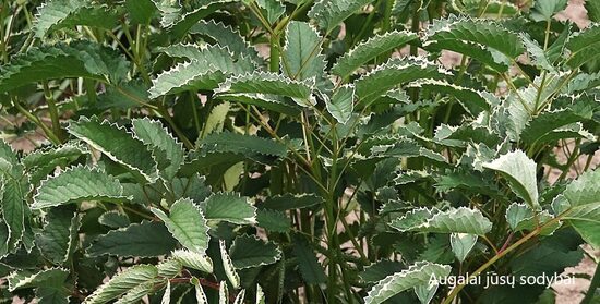 Vaistinė kraujalakė (Sanguisorba officinalis) 'Shiro-fucurin'